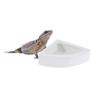 DOITOOL Food Bowl for Reptiles and Lizards, White Ceramic view 2