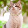 Firulab Fancy Cat Collar for Puppies view 3