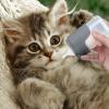 Flexible Cat Bottle, 150 ml view 4