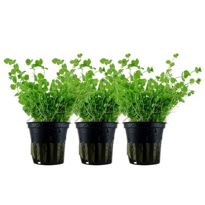 AquaOne Aquarium Plant, 3-Pack, Micranthemum umbrosum
