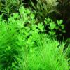 AquaOne Aquarium Plant, 3-Pack, Micranthemum umbrosum view 2