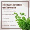 AquaOne Aquarium Plant, 3-Pack, Micranthemum umbrosum view 3