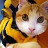 Dog Hoodie, Cute Bee Costume view 2