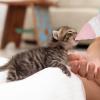 Kitten Feeding Bottle, 35 ml, Cartoon Water Drop Design view 2