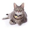 Angoily 2-Piece Stainless Steel Pet ID Tags view 4