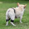 Dog Knee Brace view 2
