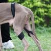 Dog Knee Brace view 3