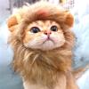 Lion Costume for Cats view 3