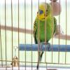 Parrot Grinding Claw Station view 2
