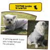 Beavorty Dog Hoodie view 2