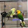 FOMIYES Non-Slip Bird Perch for Parrots view 3