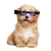 Angoily Dog Sunglasses with UV Protection view 4