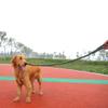 DSOUWEH Nylon Dog Leash view 3