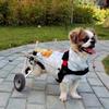 CPARTS Adjustable Dog Wheelchair for Small Pets, Medium view 4