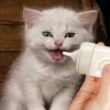 Puppy Feeding Bottle, 150 ml view 3