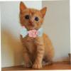 OATIPHO Handmade Pet Collar with Floral Pattern view 2