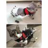 TREGOO Dog Wheelchair, Easy-to-Move Kitten Leg Support Cart for 1–18 lb, Easy-to-Install Cat Wheelchair for Amputations/Injuries (Size L) view 2