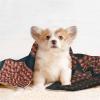BUULOO Reversible Fleece Basketball Pet Blanket for Cats and Dogs view 4