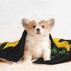BUULOO Reversible Pet Bean-Fleece Blanket with Sunflower Design view 4