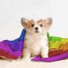 BUULOO Reversible Rainbow Wood-Print Fleece Pet Blanket view 4