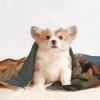 BUULOO Pet Bean Fleece Blanket, Reversible, Sunrise Design, for Cats and Dogs view 4