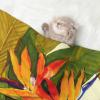 Pet Bean Reversible Fleece Blanket with Tropical Paradise Bird Print view 2