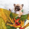 Pet Bean Reversible Fleece Blanket with Tropical Paradise Bird Print view 3