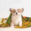 Pet Bean Reversible Fleece Blanket with Tropical Paradise Bird Print view 4
