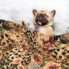 BUULOO Pet Bean Fleece Blanket, Reversible, Striped Leopard Print, Soft Printed Blanket for Cats and Dogs, Various Sizes view 3