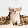 BUULOO Pet Bean Fleece Blanket, Reversible, Striped Leopard Print, Soft Printed Blanket for Cats and Dogs, Various Sizes view 4