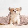 BUULOO Pet Bean Fleece Blanket, Reversible, Rose Gold, for Cats and Dogs, Soft Printed Blanket, Various Sizes view 4