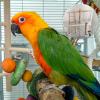 Wooden Parrot Swing for Cockatiels and Parrots, 1 Set view 4