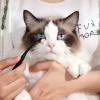 BERAC Eye Care Brush for Pets view 4