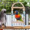 DMAIS Bird Swing for Parakeets view 3