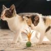 Catnip Ball Toy for Cats with Feather view 2