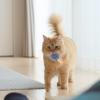 Honhoha Cat Ball Toy for Indoor Cats and Kittens view 3