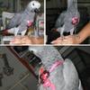 Adjustable Bird Harness for Outdoor Use view 2
