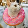 Adjustable Plush Dog Collar: Kitten Donut Recovery Collar view 2