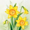 IHR 20 Spring Paper Napkins with Large Daffodils on Light Green, 33 x 33 cm view 1