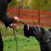 Dingo Gear Mini Soft Nylcot Bite Sleeve & Jute Bite Tug Set, Black view 3