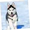 3-Pack Adjustable Reflective Pet Collars with Bells view 3