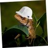 DOITOOL Small Reptile Helmet with Strap view 2