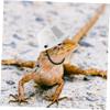 DOITOOL Small Reptile Helmet with Strap view 4