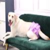 BePetMia Washable Dog Diapers, Reusable Dog Diapers, Eco-Friendly Dog Hygiene Underwear (M: 40-50cm, Purple) view 2