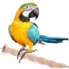 FRCOLOR 4-Piece Parrot Perch Set view 4