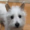 Shuangliao Dog Ear Posting Support Kit view 2
