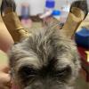 Shuangliao Dog Ear Posting Support Kit view 4