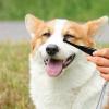 Meindin Dog Eye Comb view 2
