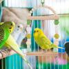 Bird Swing for Budgies view 3