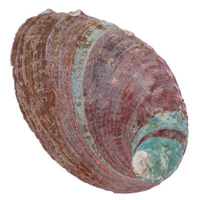 Ciieeo Natural Abalone Shell for Incense and Decoration